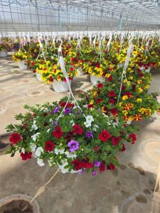 10inBKST CALIBRACHOA TRIO