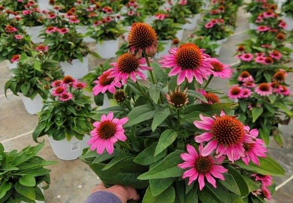 8in PINK ECHINACEA