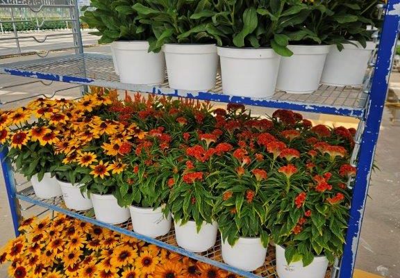 SHIPPING SUNBECKIA AND CELOSIA