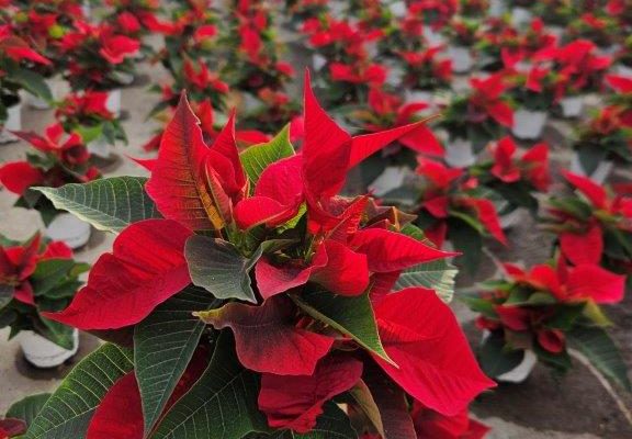 4.5in RED POINSETTIA