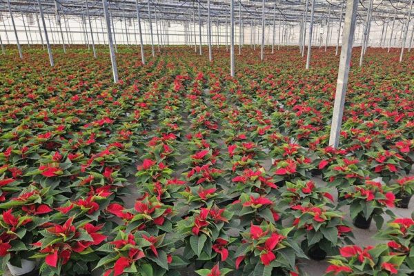 6in RED POINSETTIA CROP