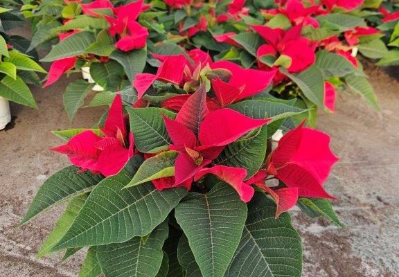 8in RED POINSETTIA