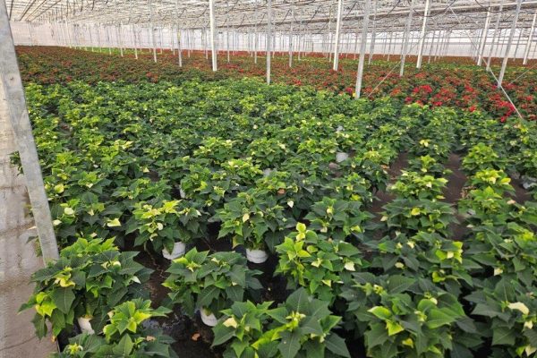 8in WHITE POINSETTIA CROP