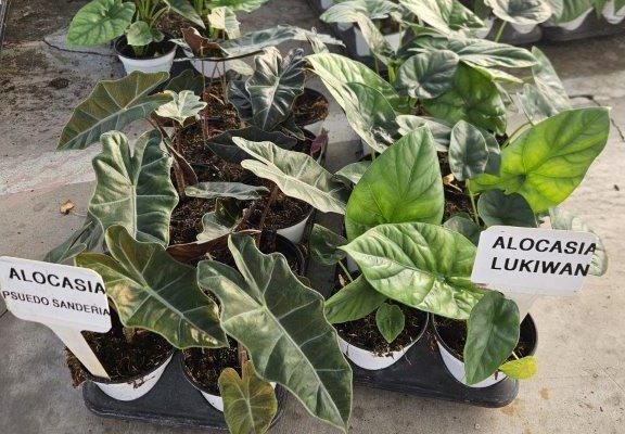 2024 FOLIAGE ALOCASIA