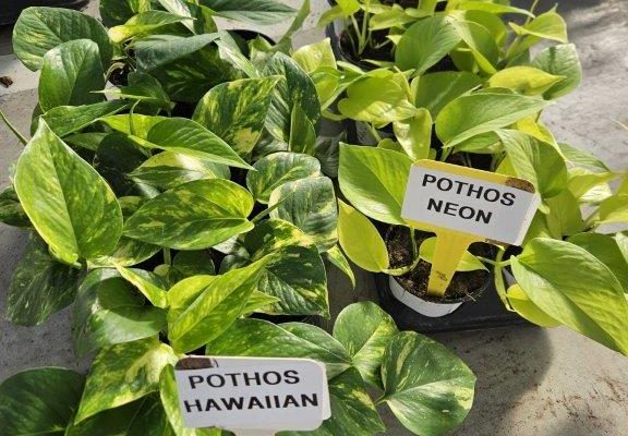 2024 FOLIAGE POTHOS