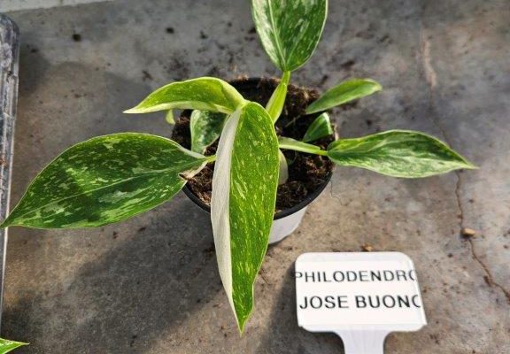 4HP PHILODENDRON