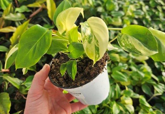 4HP PHILODENDRON BURLE MARXII ALBO