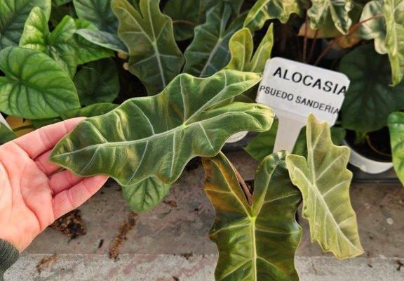 1001HP ALOCASIA PSUEDO SANDERIA