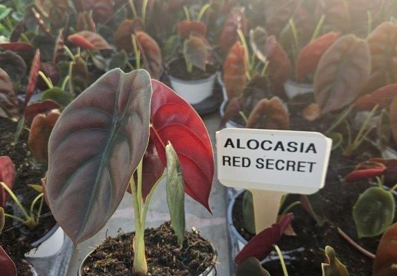 1001HP ALOCASIA RED SECRET