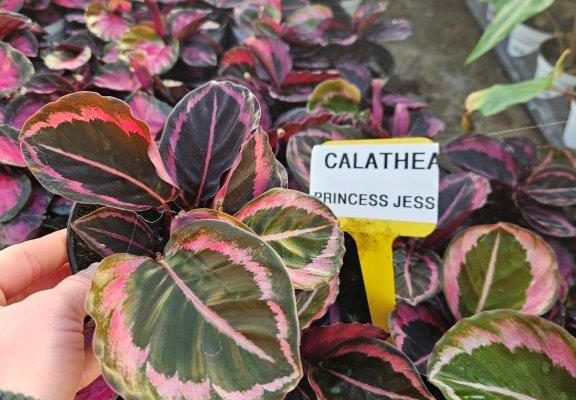 1001HP CALATHEA PRINCESS JESSI