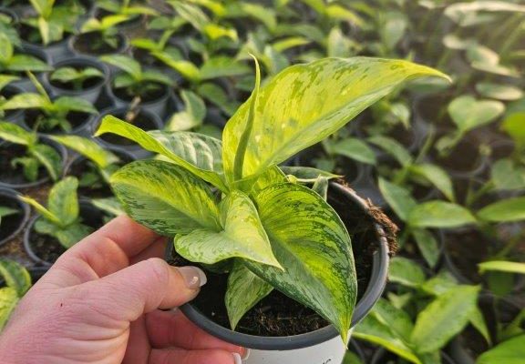 1001HP DIEFFENBACHIA TIKI