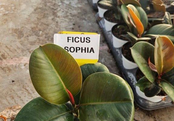 1001HP FICUS SOPHIA