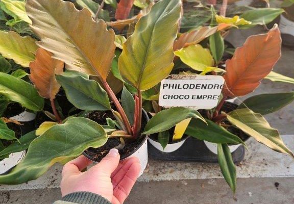 1001HP PHILODENDRON CHOCO EMPRESS