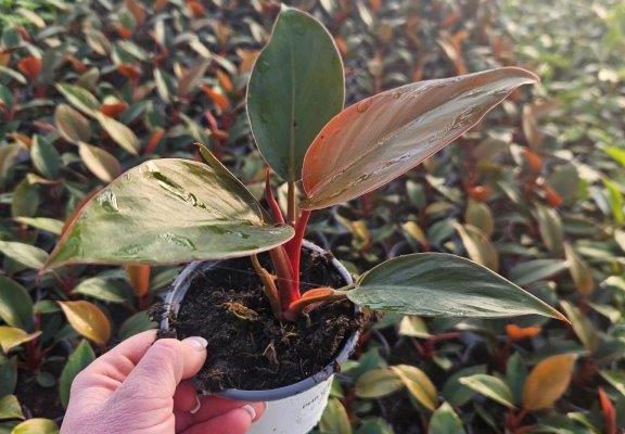 1001HP PHILODENDRON ROJO CONGO