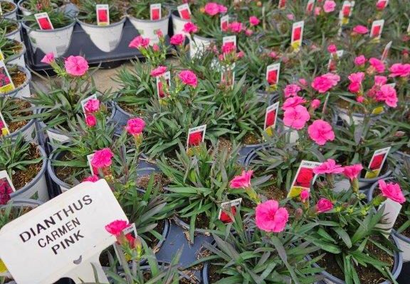 1201PER DIANTHUS CARMEN PINK