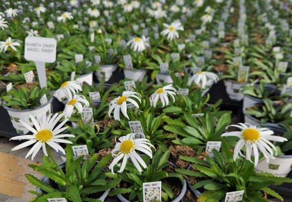 1201PER SHASTA DAISY ANGEL DAISY