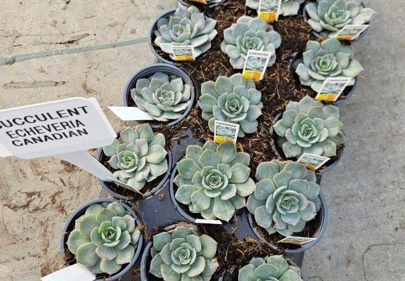 1801acc succulent echeveria canadian