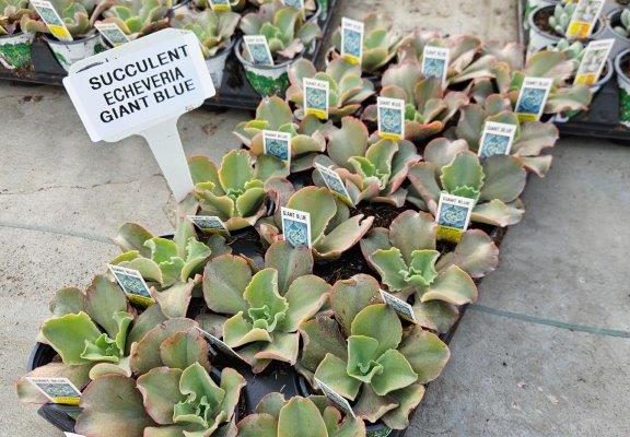 1801acc succulent echeveria giant blue