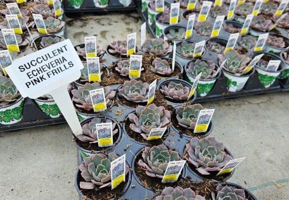 1801acc succulent echeveria pink frills