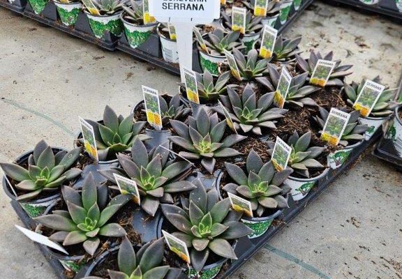 1801acc succulent echeveria serrana