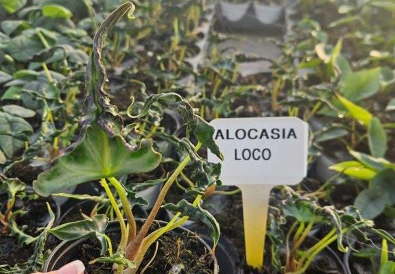 4HP ALOCASIA LOCO