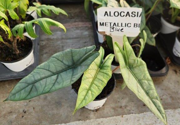 4HP ALOCASIA METALLIC BLUE