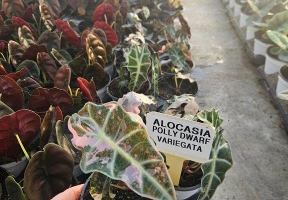 4HP ALOCASIA POLLY DWARF VARIEGATA