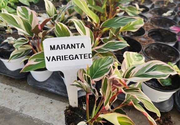 4HP MARANATA VARIEGATED