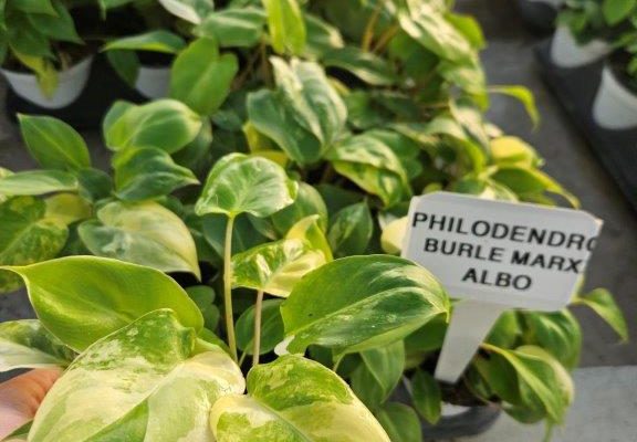 4HP PHILODENDRON BURLE MARX ALBO