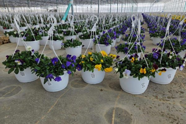 10in COOL WAVE PANSY BASKETS