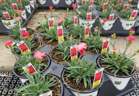 1201PER DIANTHUS EVERLAST PEACH