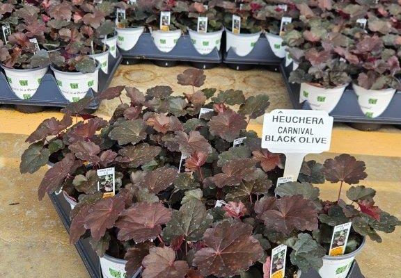 1201PER HEUCHERA CARNIVAL BLACK OLIVE