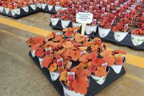 1201PER HEUCHERA CARNIVAL CINNAMON STICK