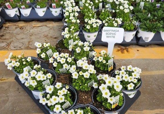 1201PER SAXIFRAGA SCENIC WHITE