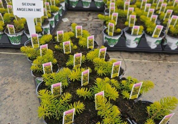 1801ACC SEDUM ANGELINA LIME