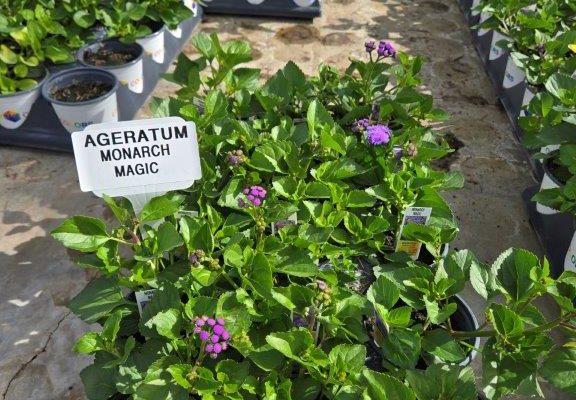 1501ANN AGERATUM MONARCH MAGIC