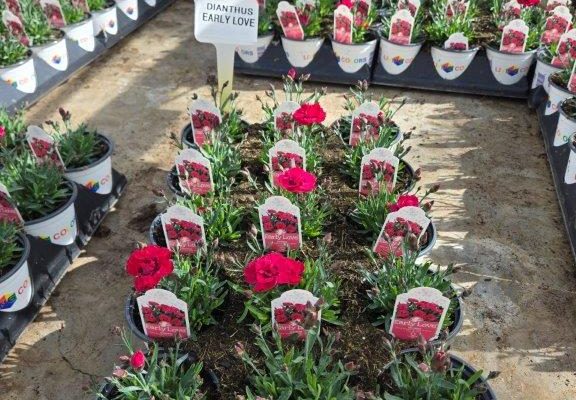 1501ANN DIANTHUS EARLY LOVE