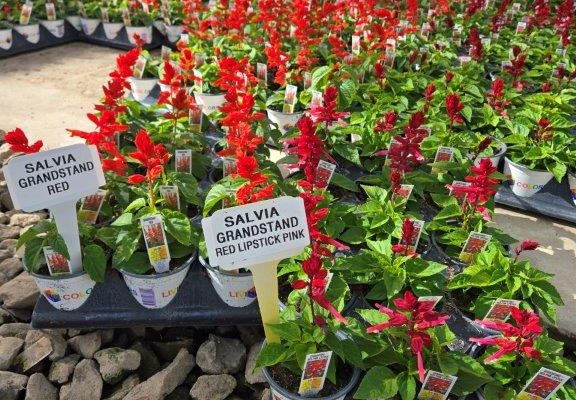 1501ANN GRANDSTAND SALVIA