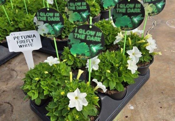 601 FIREFLY PETUNIA GLOWS IN THE DARK