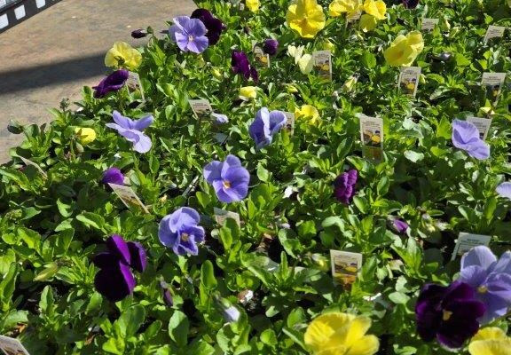 606 PANSY TRICOLOR MIX