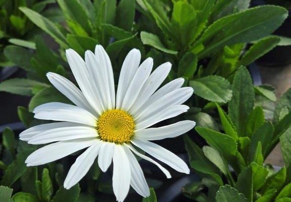 SM RD PLTR SHASTA DAISY BETSY